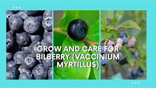 Bilberry Gardening The Ultimate Guide to Growing and Caring for Bilberry Vaccinium myrtillus [upl. by Gayel12]