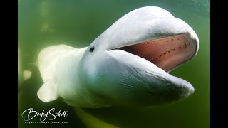 Beluga Whales Underwater [upl. by Kali]