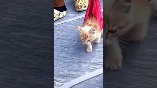 kitten adoptarescue dogowner dog cat rescuedandloved petowner doglife pets pawsrescue [upl. by Volpe]