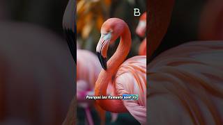 Pourquoi les flamants sontils roses  🦩 [upl. by Kjersti]