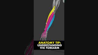 Anatomy Quiz shortsfeed ytshorts quiztime youtubeshorts anatomyquiz youtubesearch shortsbeta [upl. by Normand]