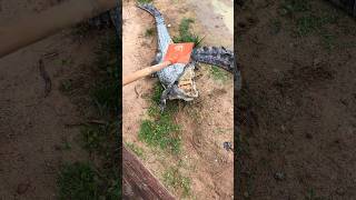 funny moments when playing with wild crocodiles crocodile wildlife animals [upl. by Dunham]