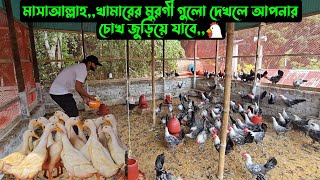 মাসাআল্লাহখামারের মুরগী গুলো দেখলে আপনার চোখ জুড়িয়ে যাবে🐓 [upl. by Dani838]