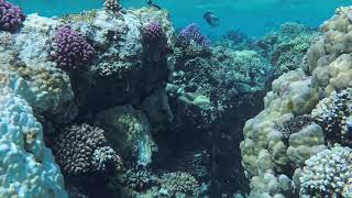 Sohal surgeonfish chase off a shoal of mixed tangs [upl. by Korwun498]