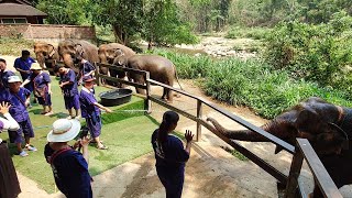 【清邁友善大象體驗營】大象噴水娛樂 HUG CHANG MAETENG ELEPHANT SANCTUARY Thailand [upl. by Hu611]