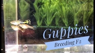 Breeding Guppies Cross Breeding PART 3 [upl. by Eelik]