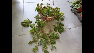 How to Grow amp Cultivate Flame Violet  Episcia Cupreata [upl. by Eedoj]