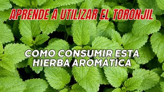 Beneficios Medicinales del Toronjil ¡Descubre Sus Poderes Curativos [upl. by Renrag]