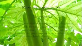 Wonders Of Papaya Leaves [upl. by Sucramed129]