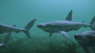 Basking shark group behaviour video [upl. by Egiarc]