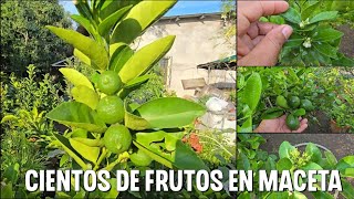 Como lograr que tus árboles en MACETA te den Muchos frutos [upl. by Sams714]