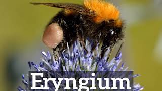 How to Say Eryngium in English  How Does Eryngium Look  What is Eryngium [upl. by Tertia]