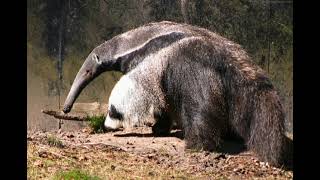 giant anteater sounds [upl. by Jessica172]