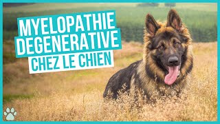 La Myélopathie Dégénérative chez le chien  ce que vous devez savoir [upl. by Nysila296]