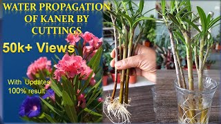 How to propagate kaner Nerium Oleander in water Water propagation of Nerium Oleander Kaner [upl. by Loss]