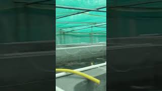 What is BIOFLOCBIOFLOC FISH FARMING 🧺🐠🐟🐠fish fishfarming biofloc SHORTSINDIANFARMER FARMING [upl. by Dnob]