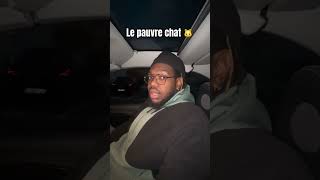 J’ai essayé de chanter une chanson pour réconforter humour drole chat meow [upl. by Ethban314]