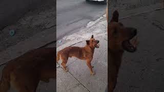 Perro Callegero Con Mucha Hambre En La Zona De Unicentro Soyapango [upl. by Garratt28]