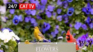 247365 LIVE Cat TV for Cats to Watch 😻 Relaxing Song Birds Singing No Ads [upl. by Aicnom]