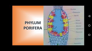 Phylum Porifera Sponges [upl. by Yi297]