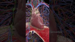 3d animation of the Pericardium meded anatomy 3dmodel [upl. by Asenev963]