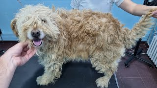 We Gave This Neglected Dog A Free Groom [upl. by Ellenar]