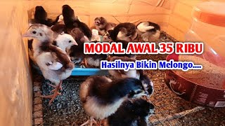 HASILNYA BIKIN MELONGO Ternak Ayam Kampung Modal 35rb [upl. by Rica330]