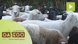 Medidas para reducir a pegada medioambiental da produción cárnica en Galicia [upl. by Everick]