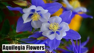 How to grow Aquilegia plant  Columbine flowers  Care and tips of Aquilegia [upl. by Crista529]