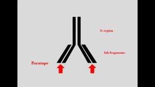 Immunohistochemistry  Immunolabeling [upl. by Ahseinod]