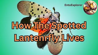 Spotted Lanternfly  How It Lives [upl. by Oznecniv99]