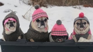 Cutest Pugs Snow Sledding Party [upl. by Darian]