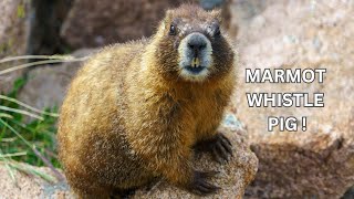 Marmot The Whistle Pig [upl. by Ruvolo]