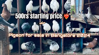 pigeon sale in Bangalore 2024 contact  7259537895 [upl. by Flossi]