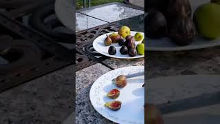 Crozes fig VS Palestinian Dark Fig  Taste testing fig figs figplant garden figtree fruit [upl. by Lemcke798]