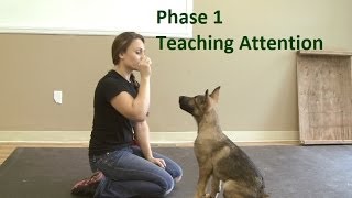 How to Train a Dog to Pay Attention K91com [upl. by Dasha]