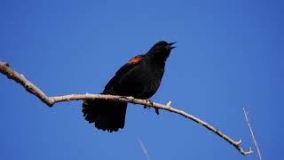 Red Winged Blackbird [upl. by Dahs460]