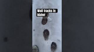 This is a big dog Over 6 foot stride between its tracks wolf wolves idaho big [upl. by Idou]