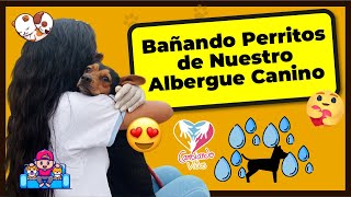 ❤ Bañando Perritos de Nuestro Albergue Canino en Ancón ✅  Cambiando Vidas Perú [upl. by Anerual947]