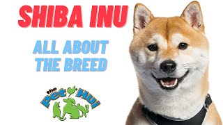 All About Dog Breed Shiba Inu [upl. by Attehcnoc935]