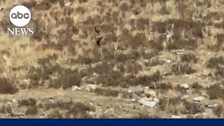 ‘Bigfoot’ sighting in Colorado  WNN [upl. by Majka]