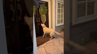 Persistent Traveling Sales Dog Rings Doorbell Until Customer Opens Door pets dogs sales [upl. by Vaughn]