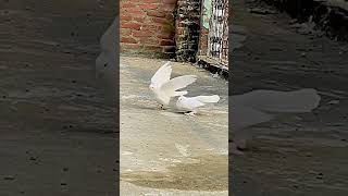 Bhilwara fancy pigeon me aapka swagat hai guys jaldi se subscribe like share comment karna plz shree [upl. by Baal]