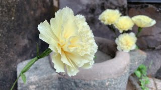 ABC TV  How To Make Easy Carnation Flower With Crepe Paper 1  Craft Tutorial [upl. by Orland193]