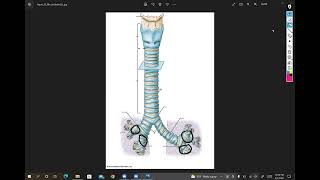 BIOLamp 242 gross anatomy of the larynx biliary tree and other good stuff [upl. by Ayotnom231]