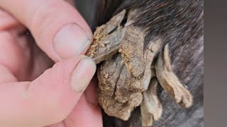 multiple large horse chestnut removal oddly satisfying trimming equine skin care horsecare skin [upl. by Tennies]