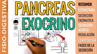 FISIOLOGÍA DEL PANCREAS EXOCRINO Regulación de la CCK SECRETINA secreción de Jugo Pancreático [upl. by Atinrahc]