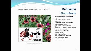 Rudbeckia cherry brandy plante annuelle [upl. by Till997]