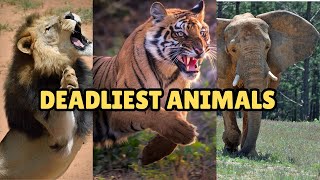 Deadliest Animals In the World Top 10 [upl. by Namron205]