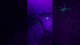 Scorpions Amazing Glow Under UV Light  Must See [upl. by Janela]